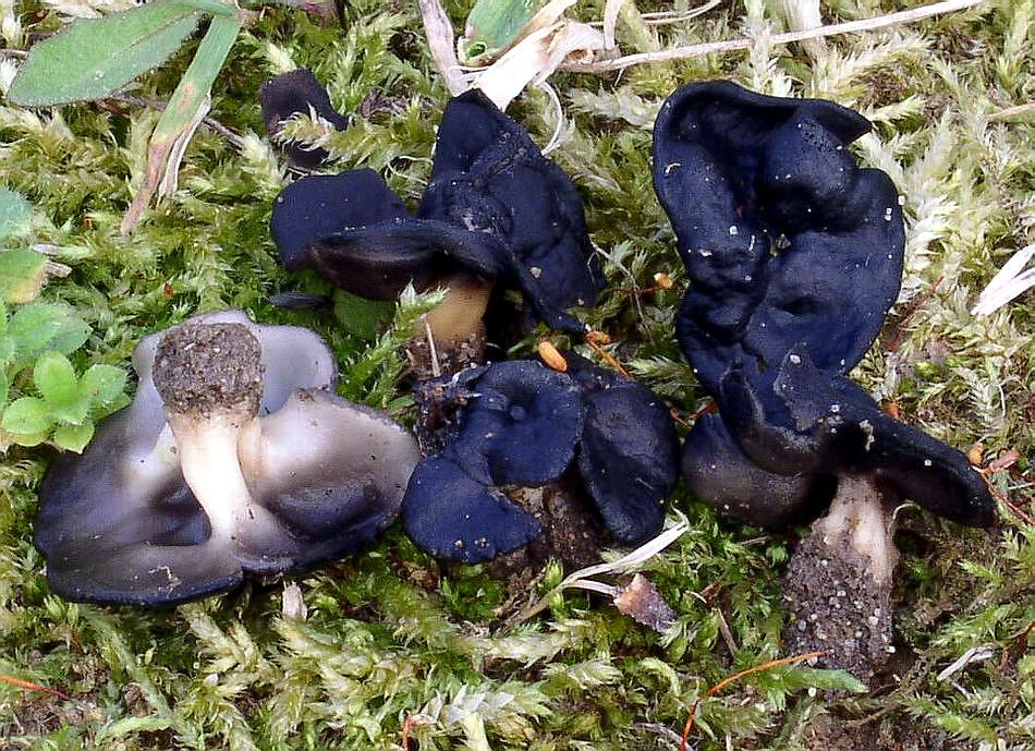 Helvella helvellula